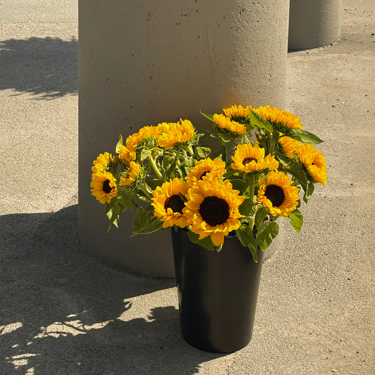 Why we add sunflower oil
